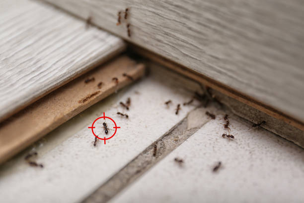 Best Bed Bug Extermination  in Foley, AL